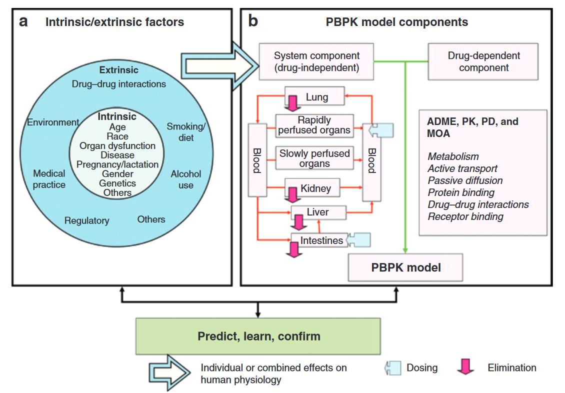 PBPK model.jpg
